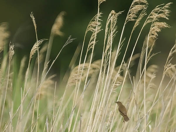 Ruokosirkkalintu, Savi's Warbler, Locustella luscinioides